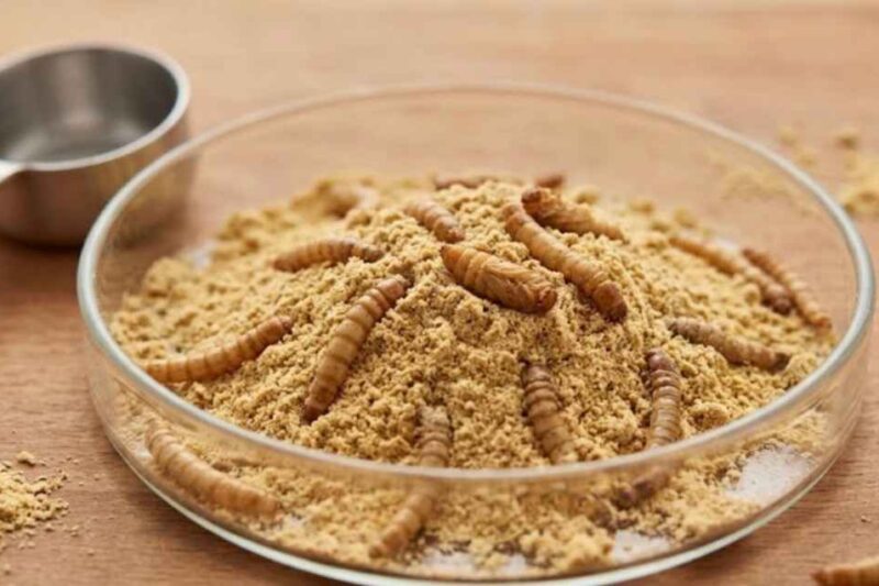 Is protein powder made from worms? Myth vs. Mealworm Facts (2026)