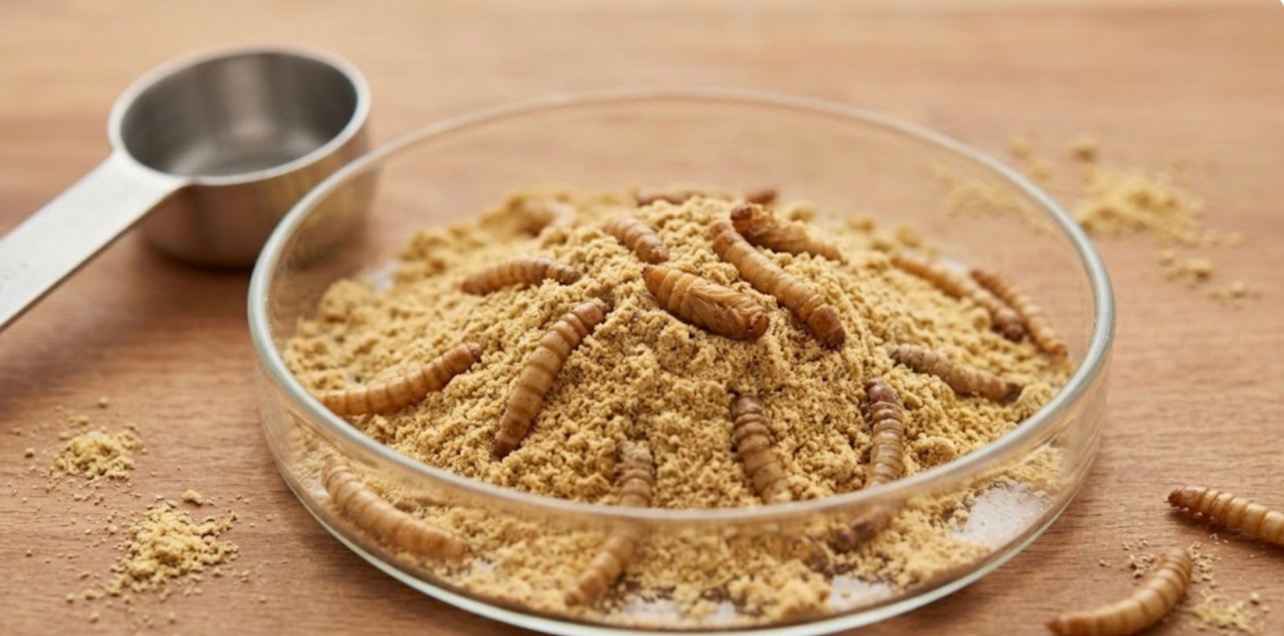 is protein powder made from worms