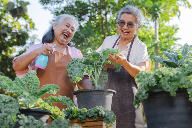 Two elderly Asian women care for kale in the garden.