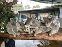 Cohunu Koala Park (Byford)