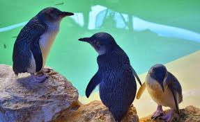 Penguin Island (Shoalwater)