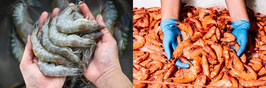 Shrimp vs. Prawns