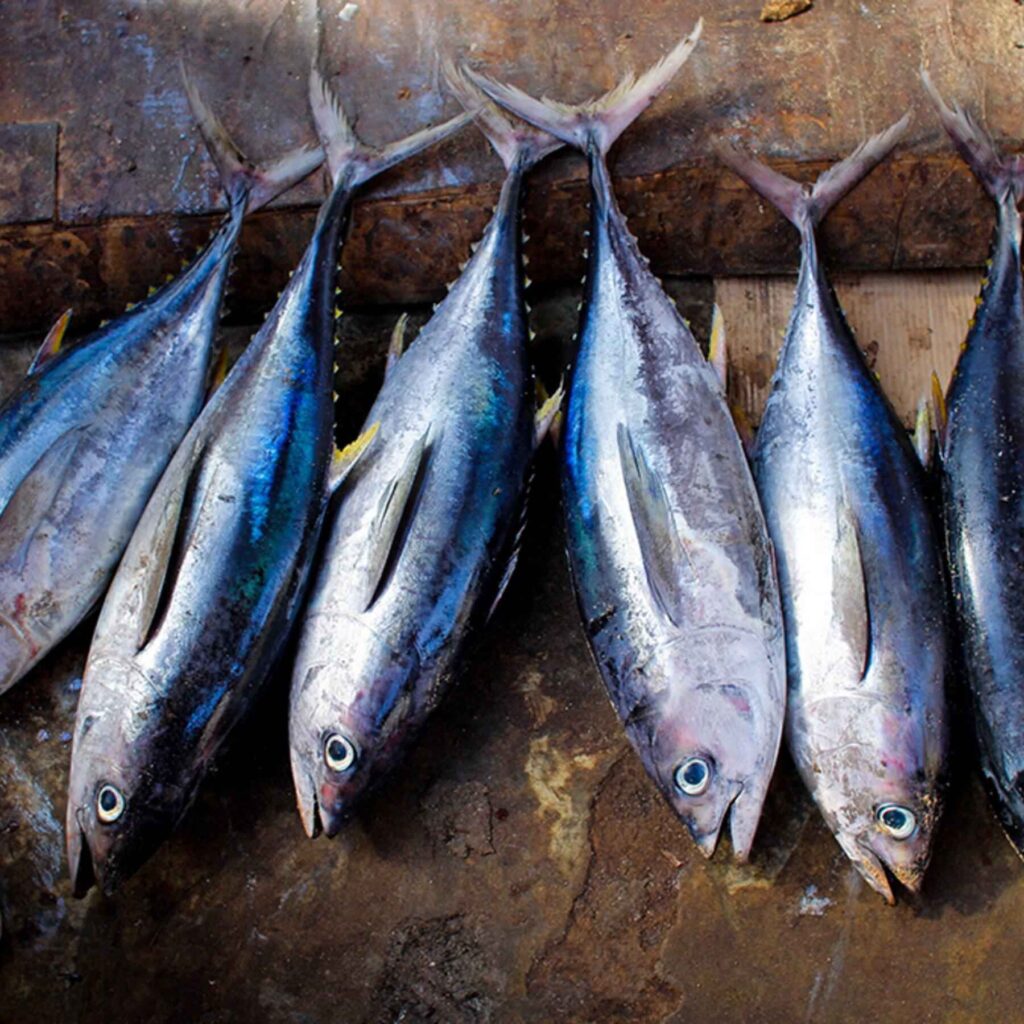 tuna