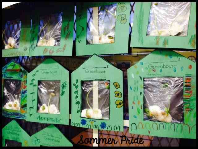 Simple Plastic Bag Greenhouse